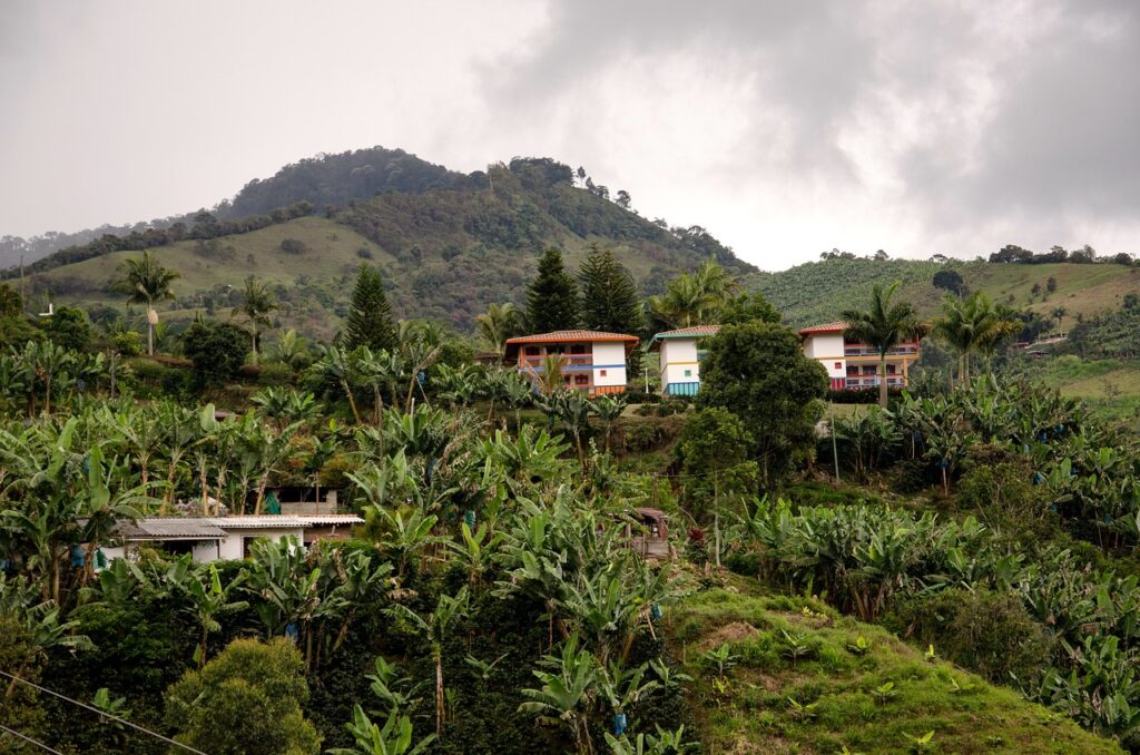 콜롬비아지역의 커피나무들이 울창하고 집이 보이고, 뒤로는 산이 보인다.