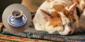 커피 냅, 자고 있는 고양이 그리고 커피 한잔 이미지